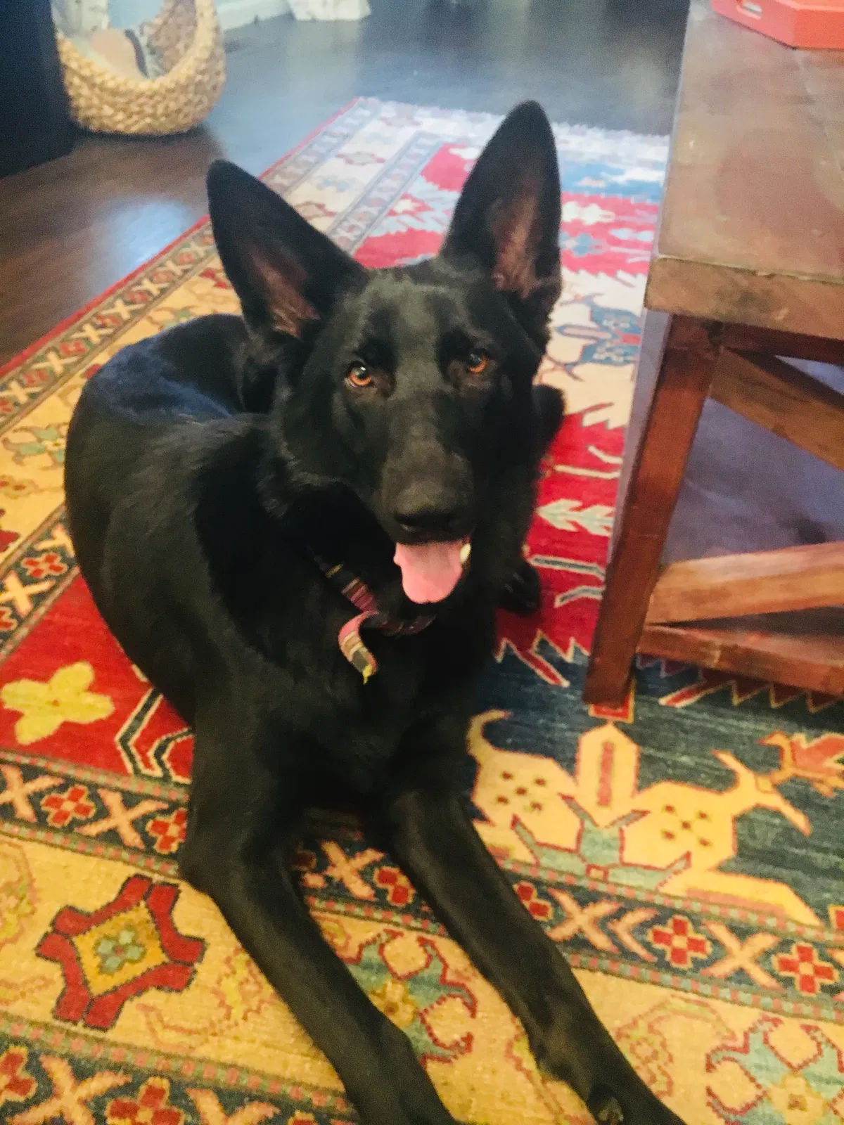 Lost dog in Little Rock, AR, 72212