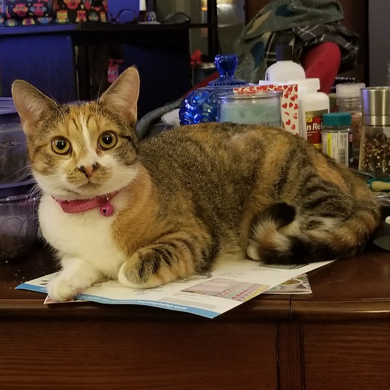 Lost cat in Arvada, CO, 80003