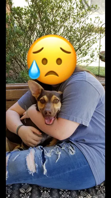 Lost dog in Collinsville, MS, 39325