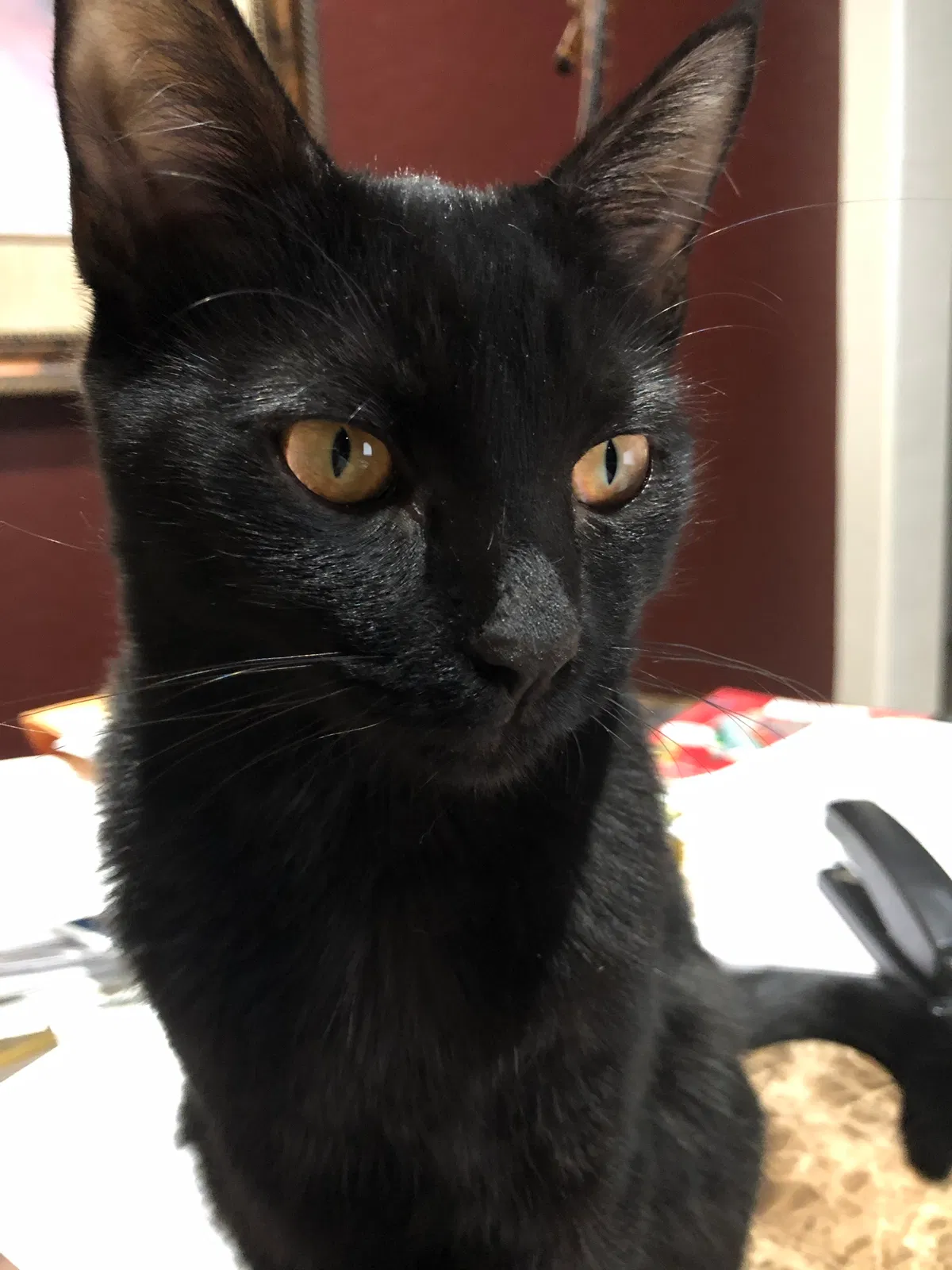 Lost cat in Gilbert, AZ, 85296
