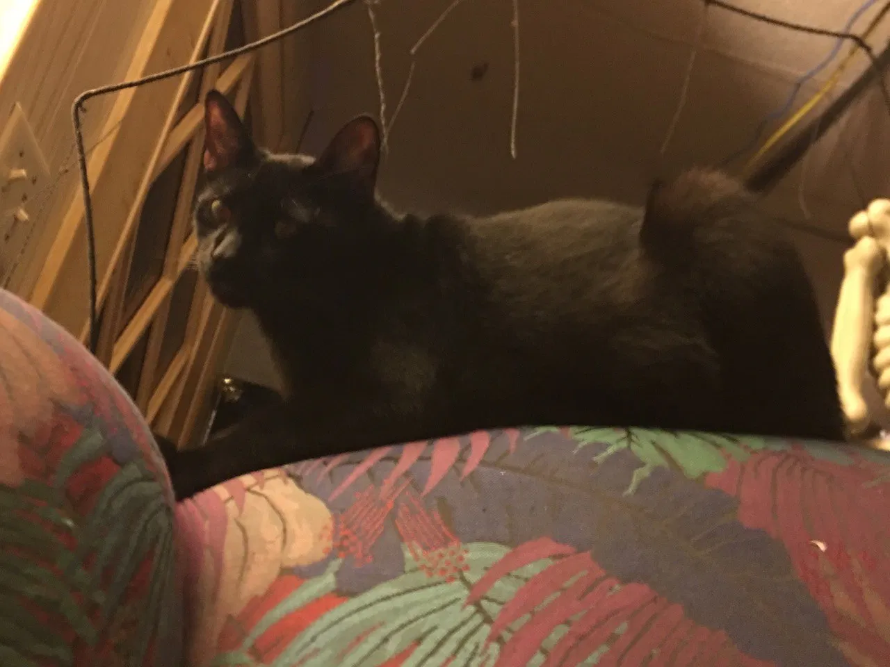 Lost cat in Westminster, CA, 92683