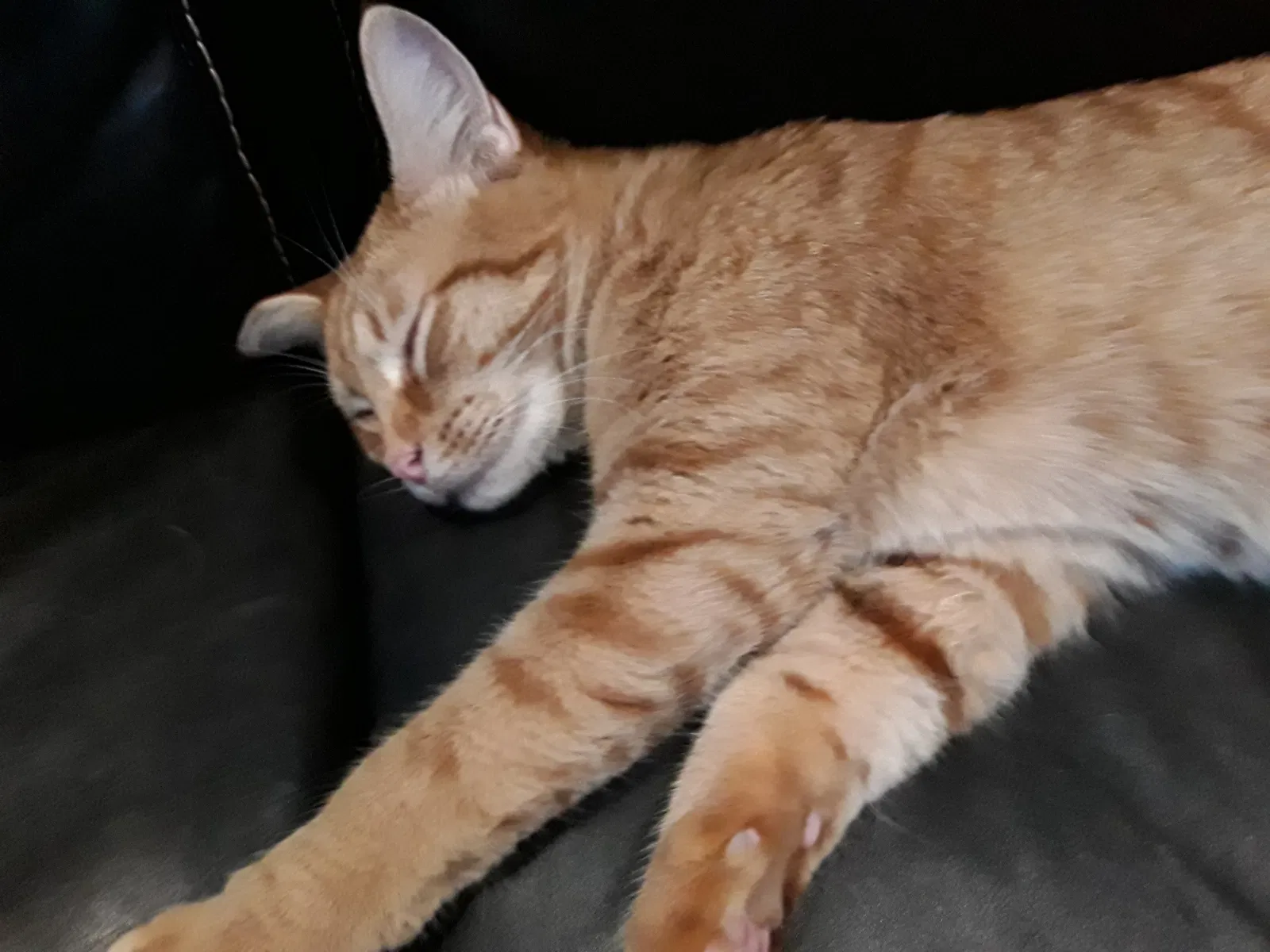 Lost cat in Joshua, TX, 76058