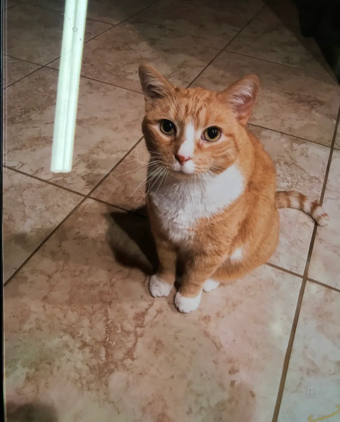 Lost cat in Cantonment, FL, 32533