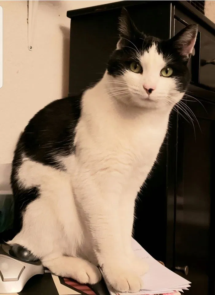 Lost cat in Santa Rosa, CA, 95403