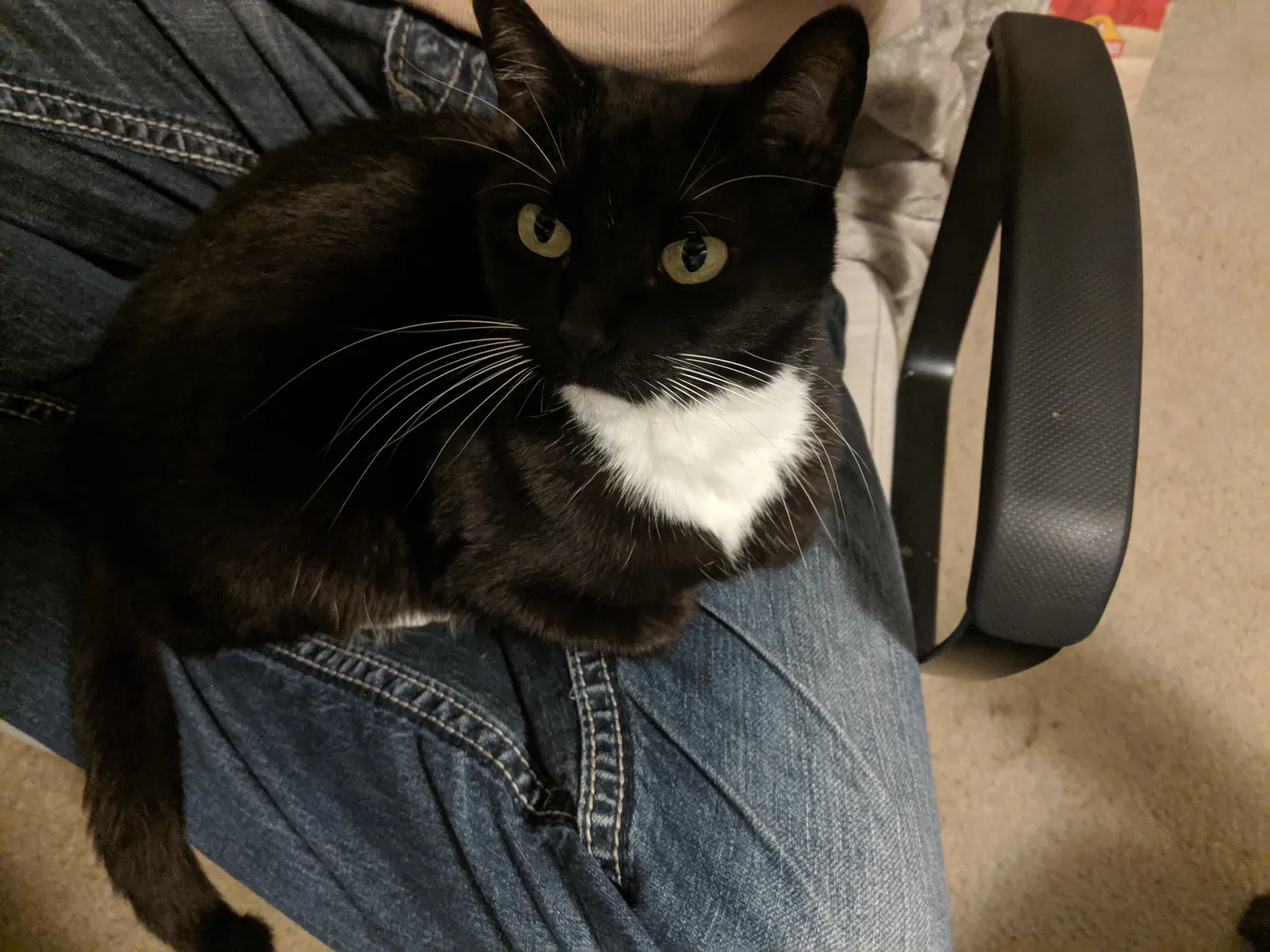 Lost cat in Pensacola, FL, 32504