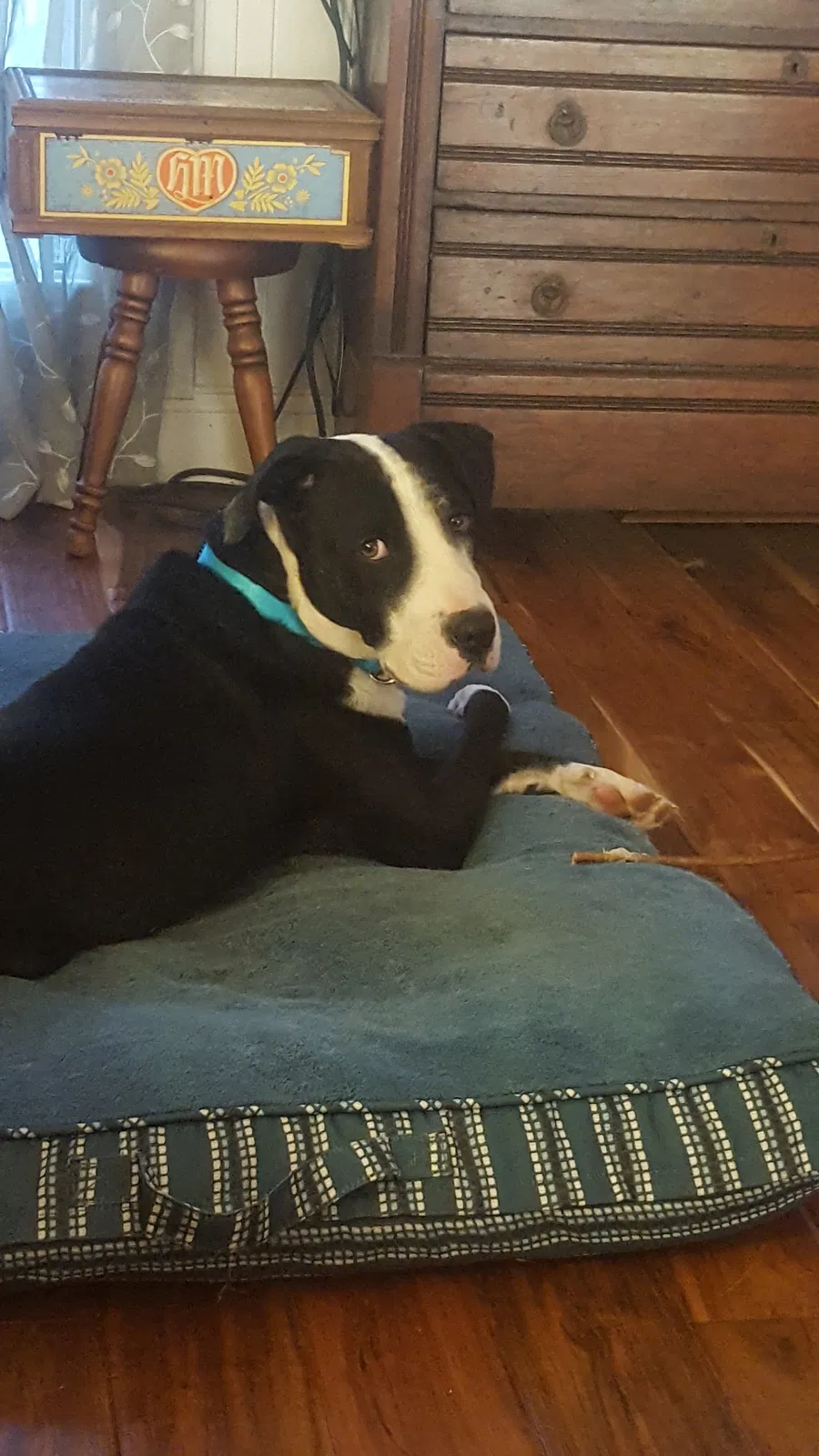 Lost dog in Lexington, NC, 27295