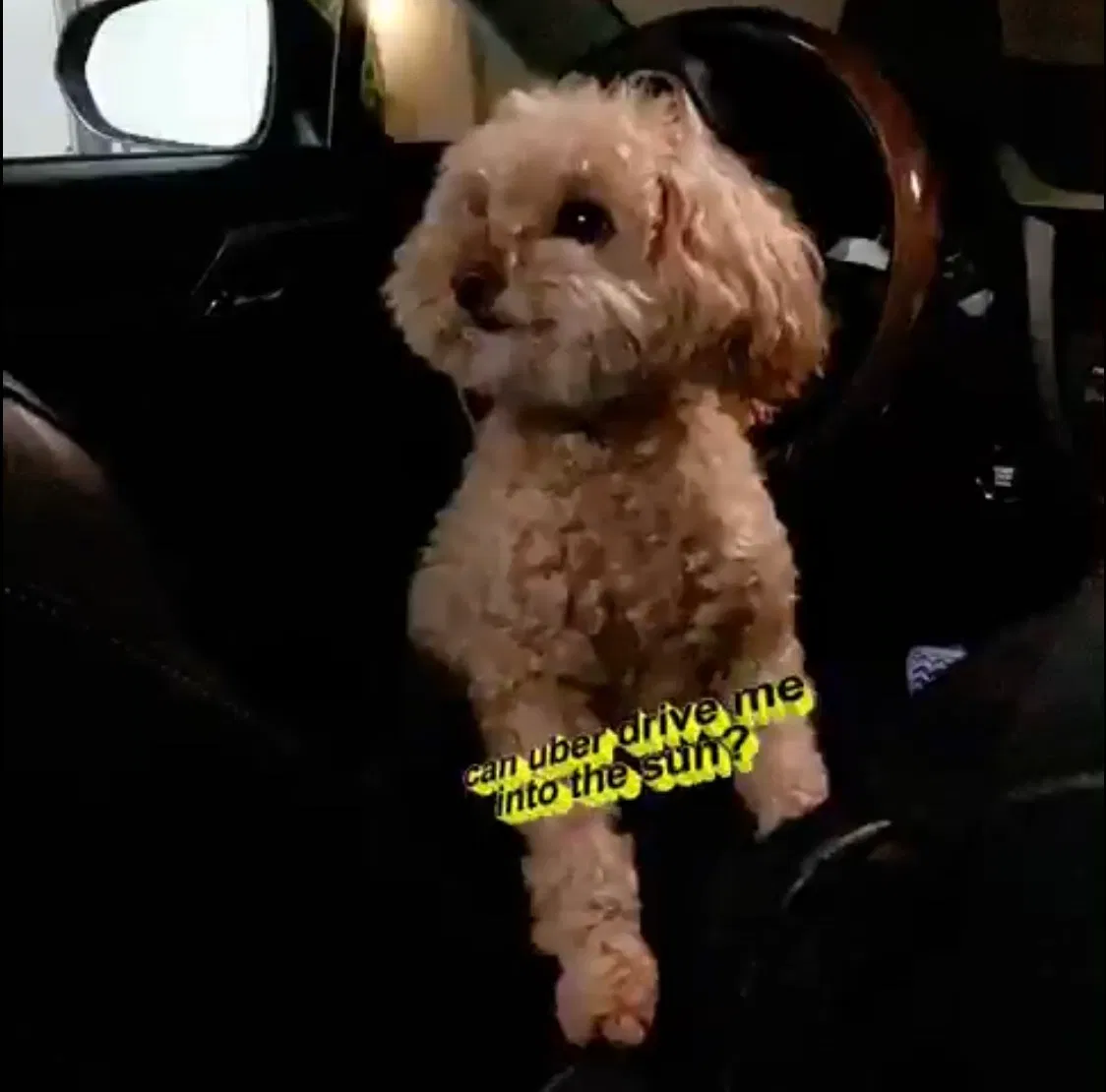 Lost dog in La Canada Flintridge, CA, 91011