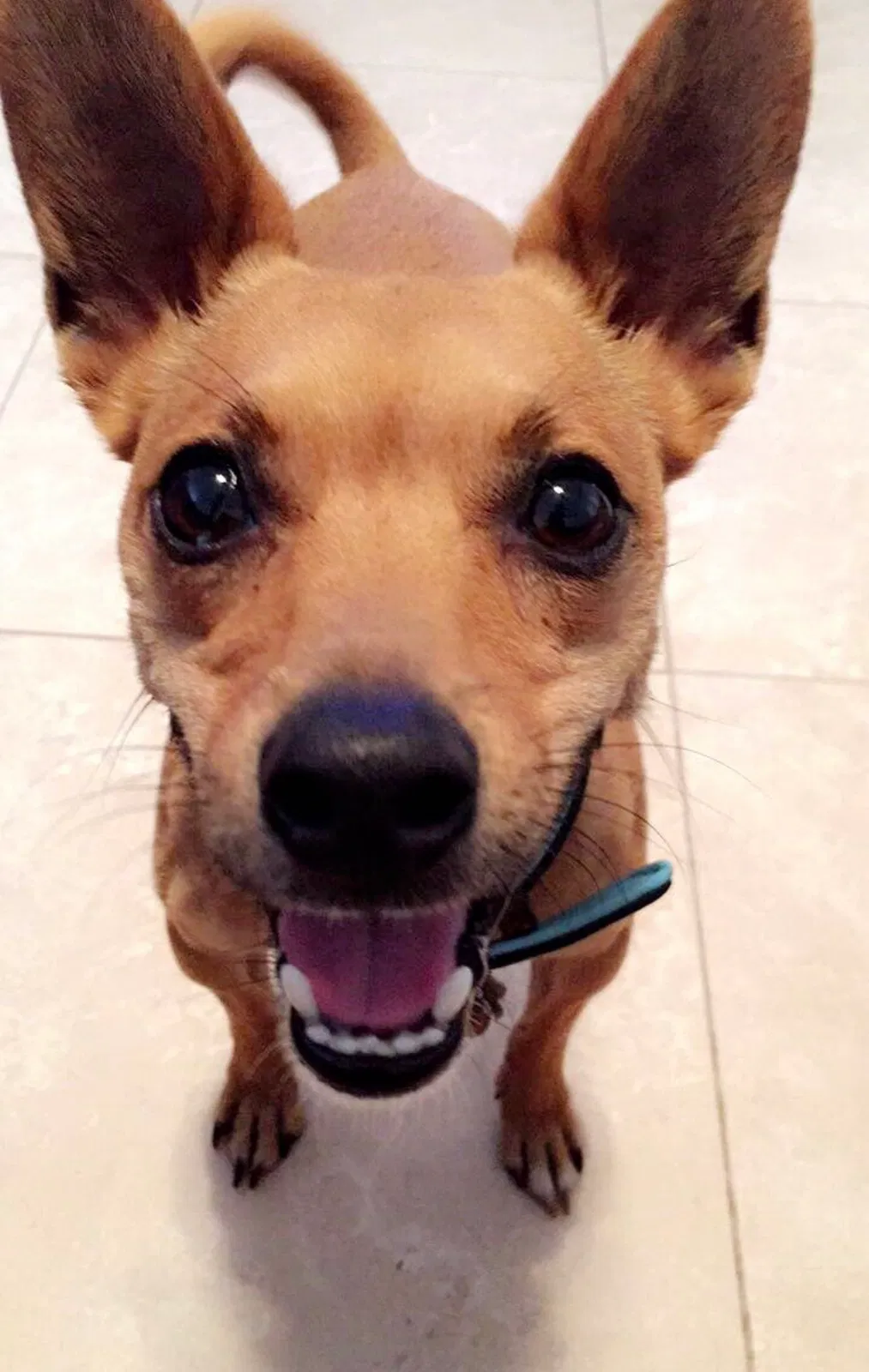 Lost dog in Tampa, FL, 33616