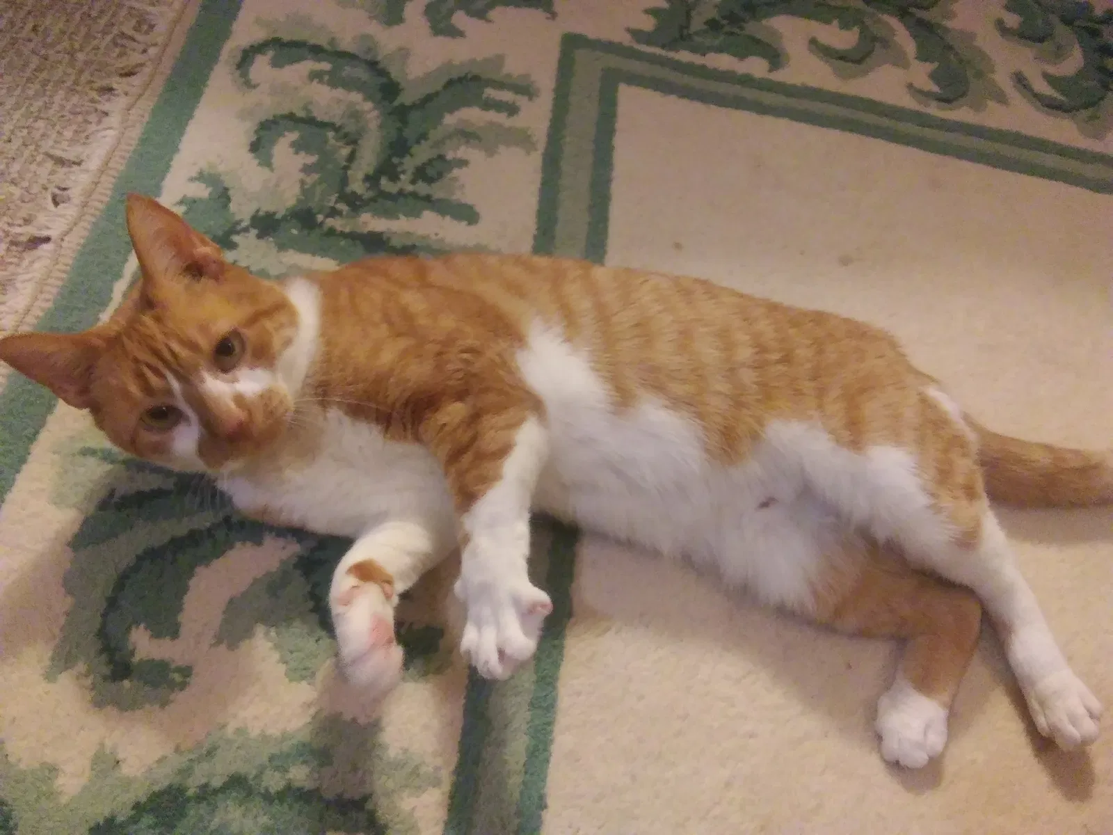 Lost cat in Hudson, FL, 34667