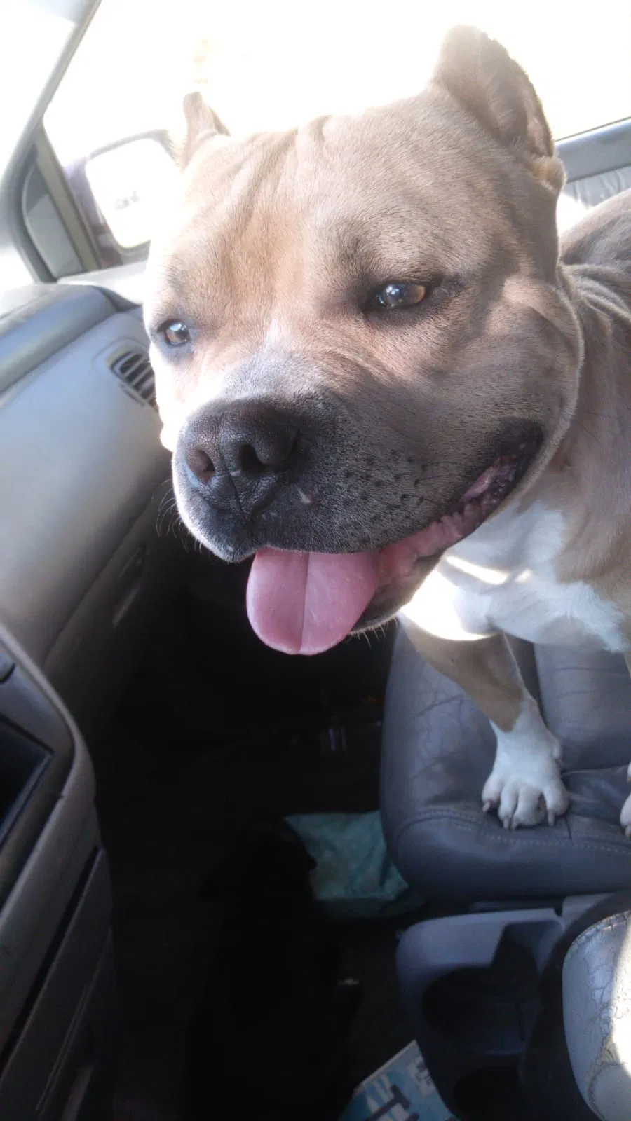 Lost dog in Tulsa, OK, 74129