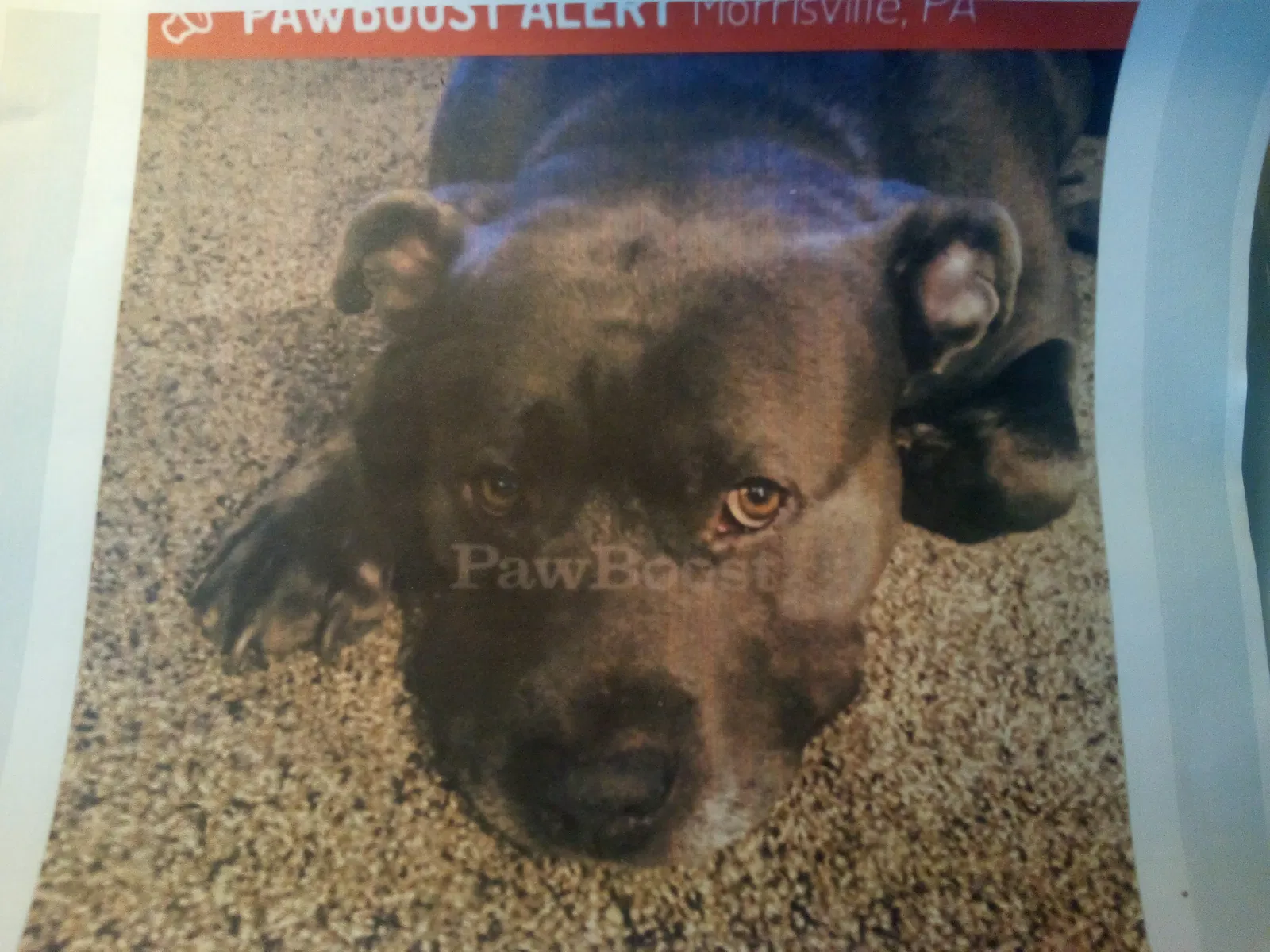 Lost dog in Morrisville, PA, 19067
