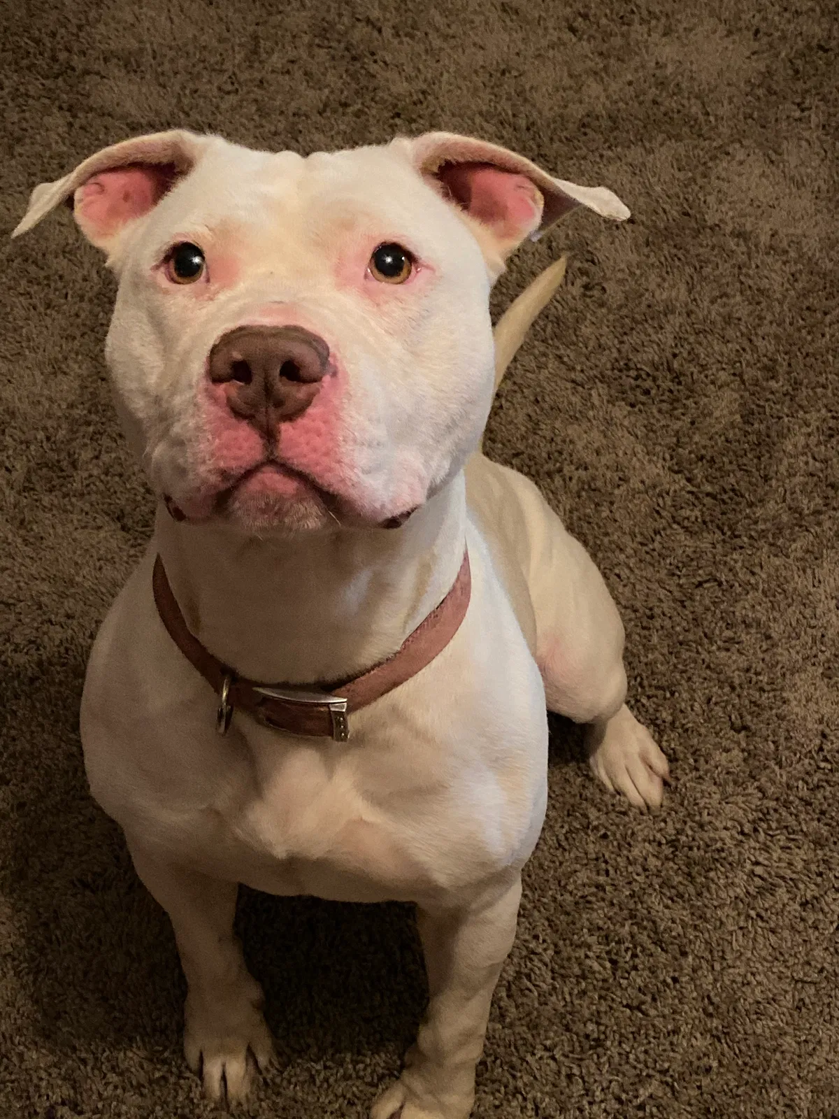 Lost dog in Roanoke, VA, 24019