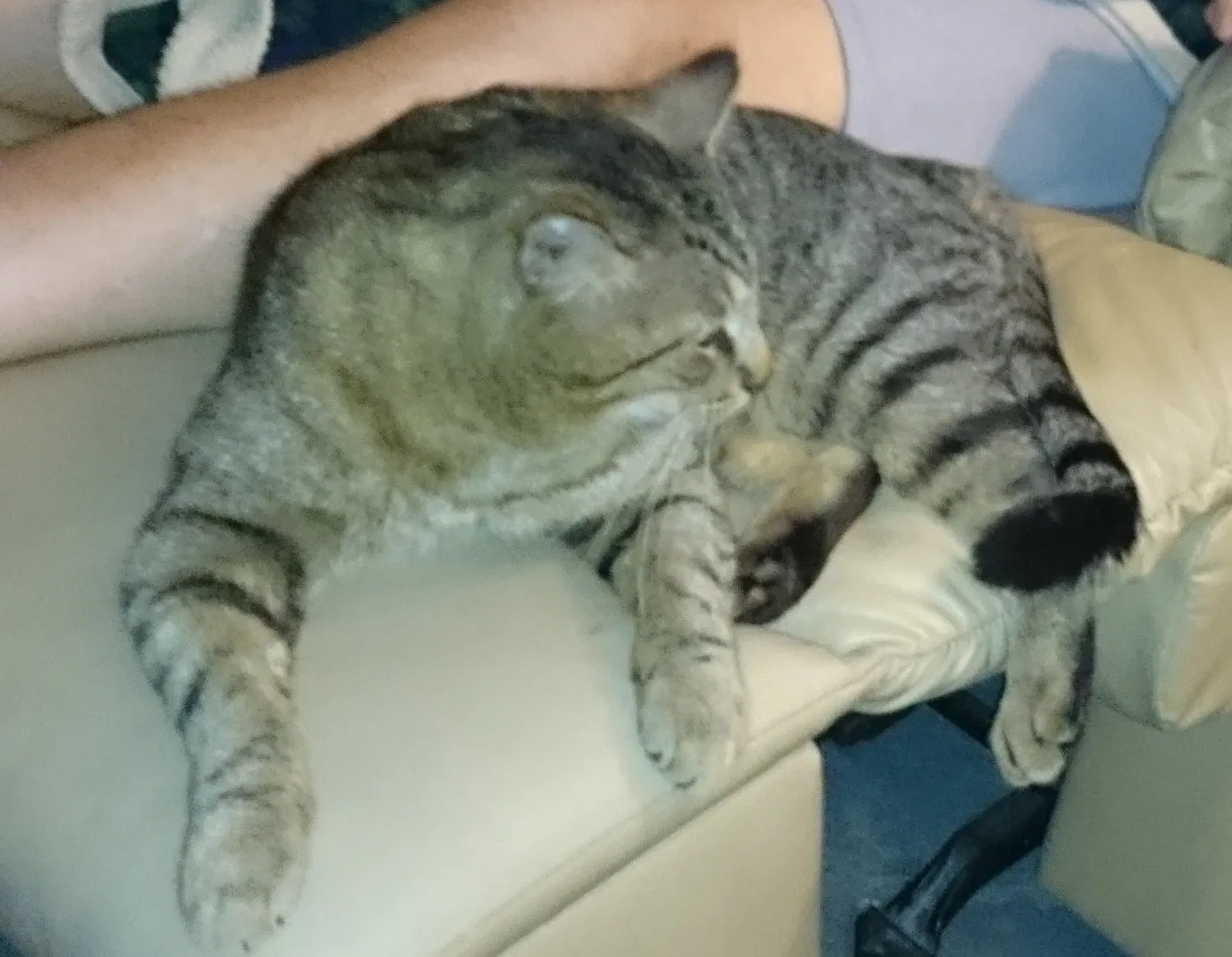 Lost cat in Ocala, FL, 34481