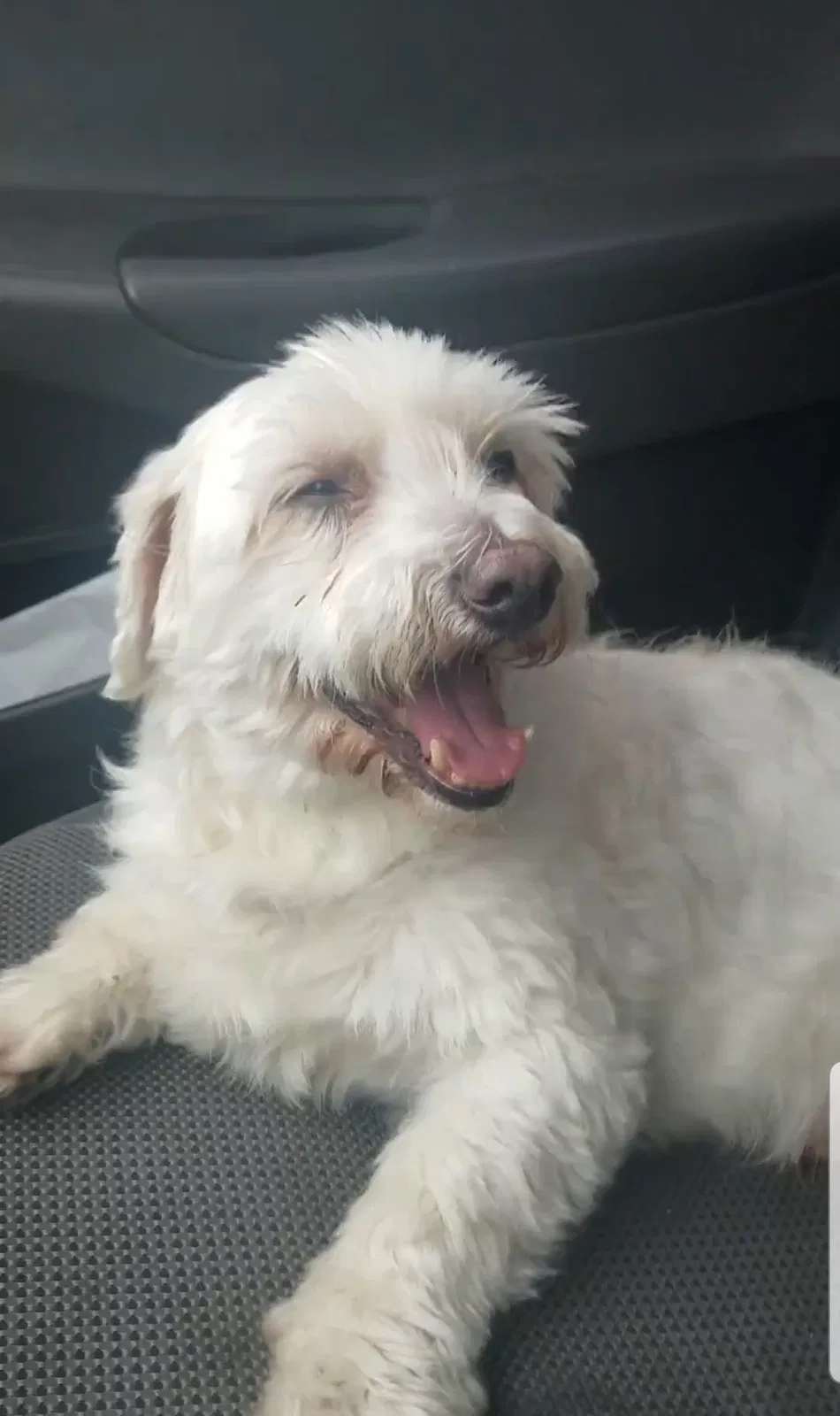 Lost dog in Miami, FL, 33147