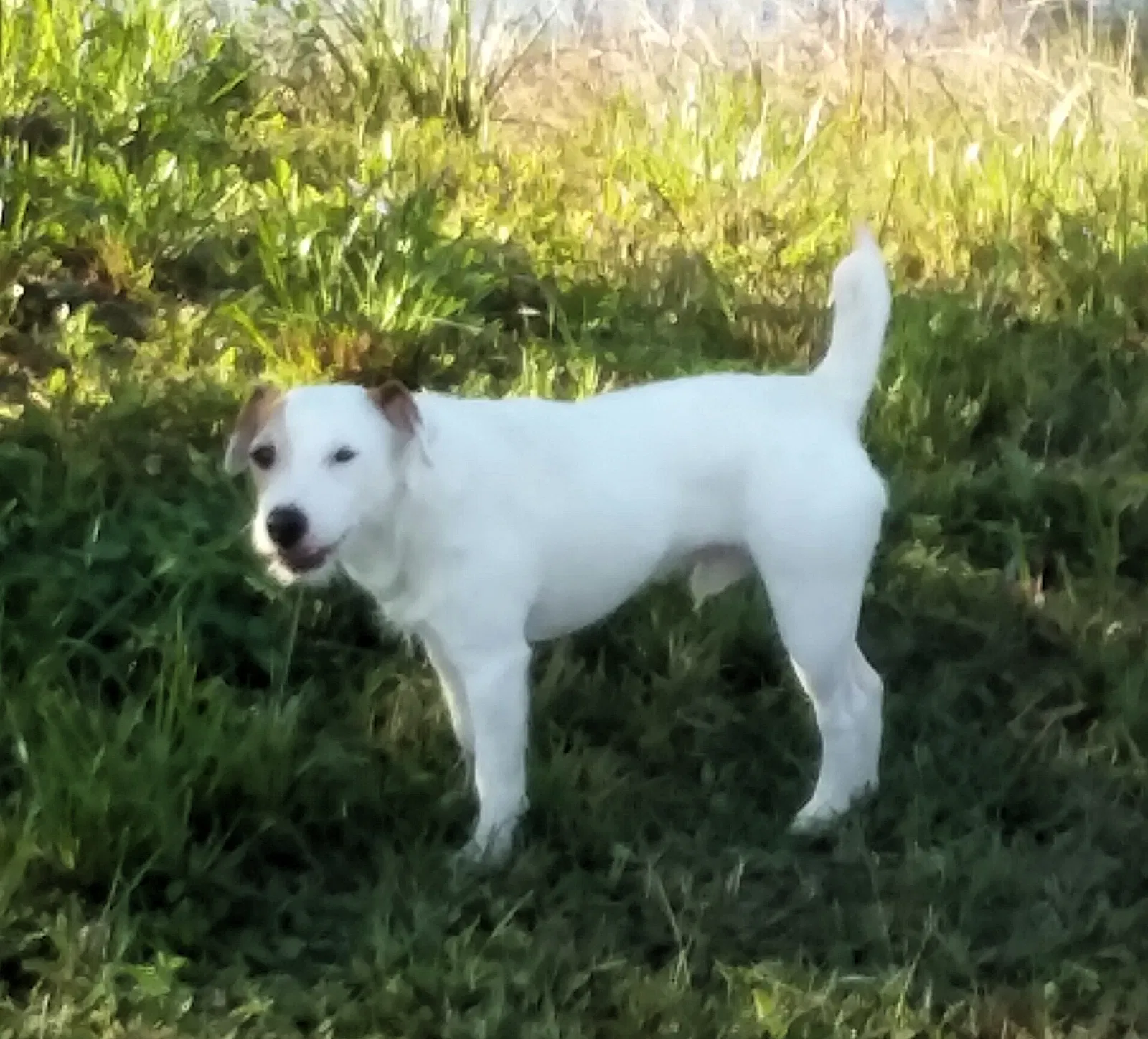 Lost dog in Punta Gorda, FL, 33955