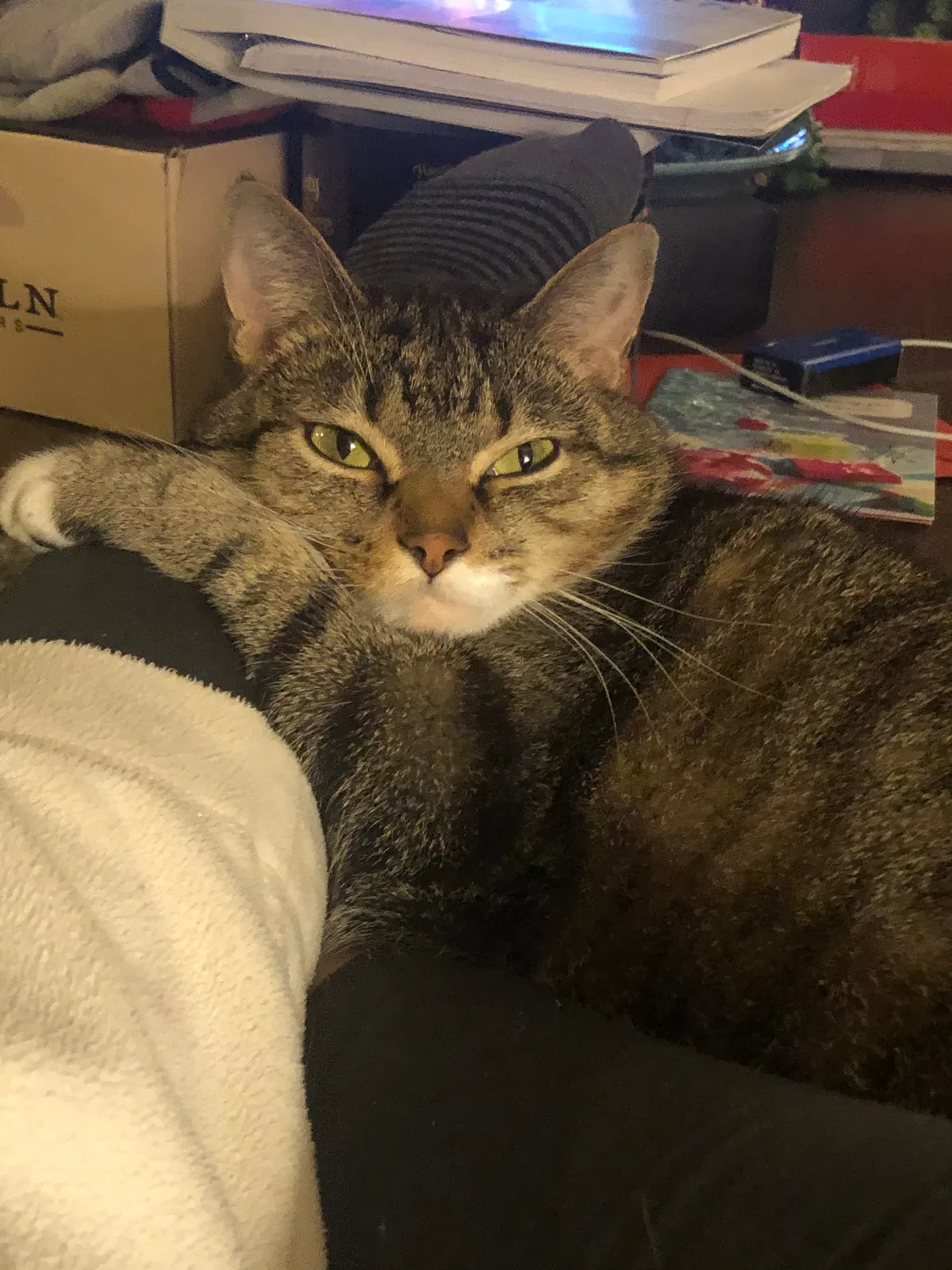 Lost cat in Bethel, OH, 45106