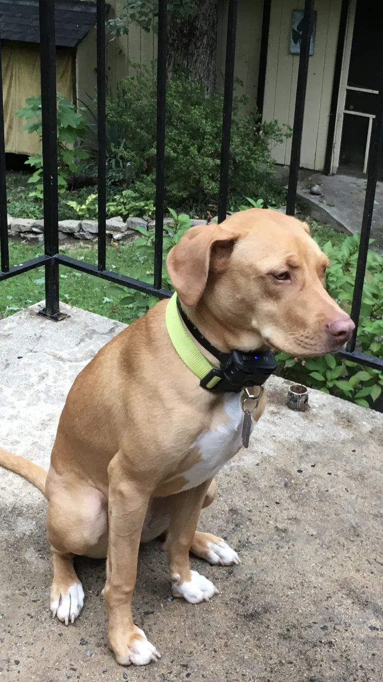 Lost dog in Taylors, SC, 29687