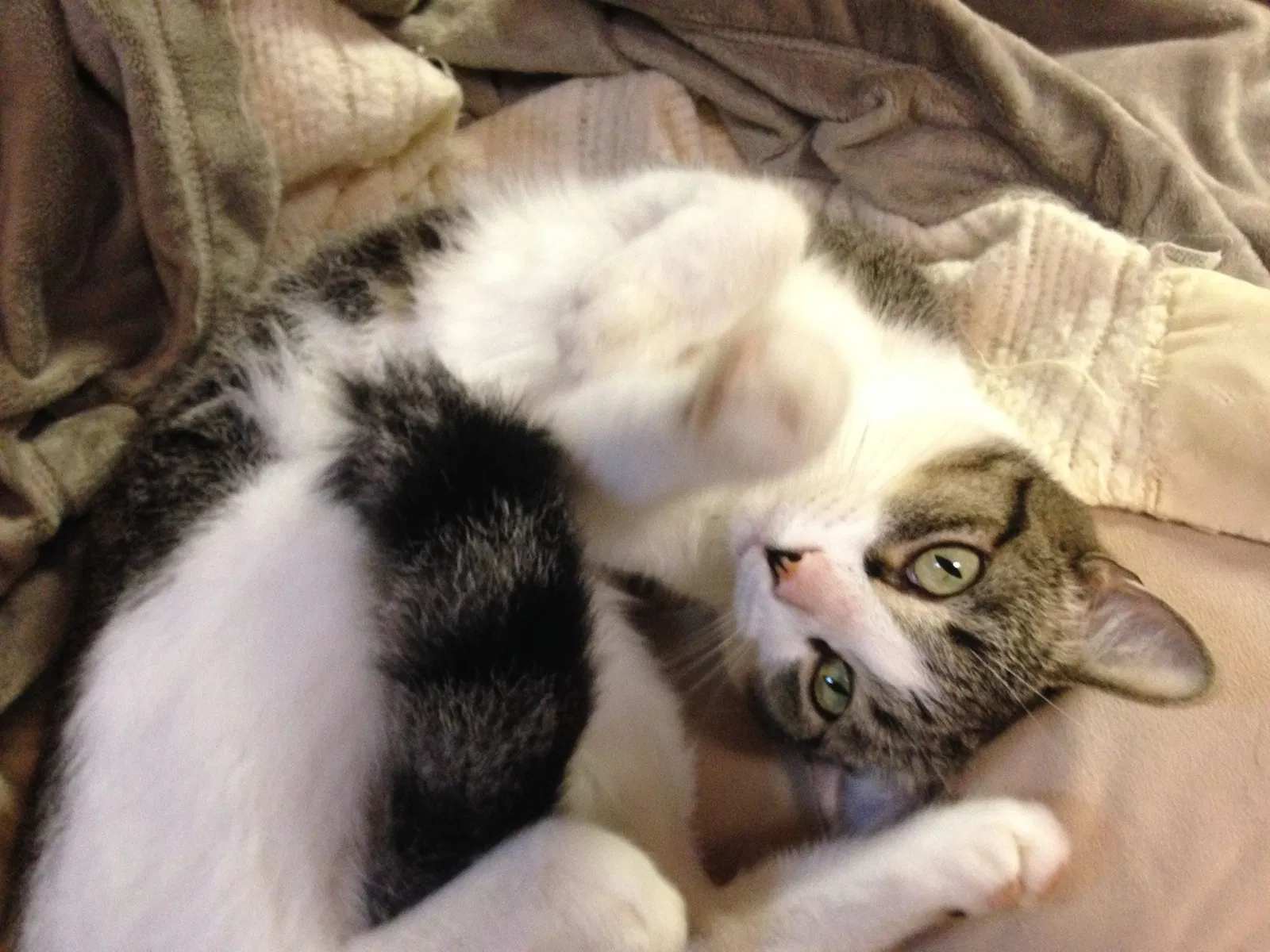 Lost cat in Cincinnati, OH, 45251