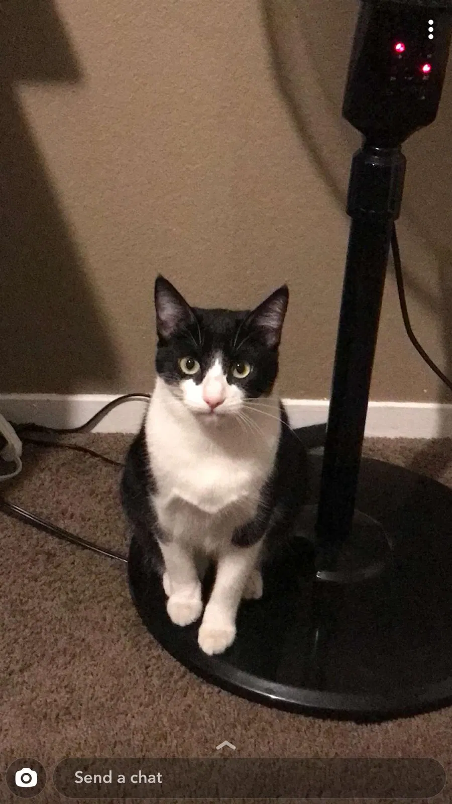 Lost cat in Bakersfield, CA, 93307