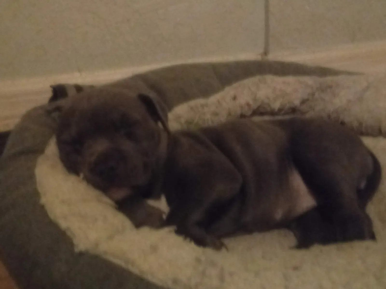 Lost dog in Seffner, FL, 33584