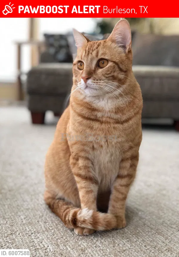 Lost cat in Burleson, TX, 76028