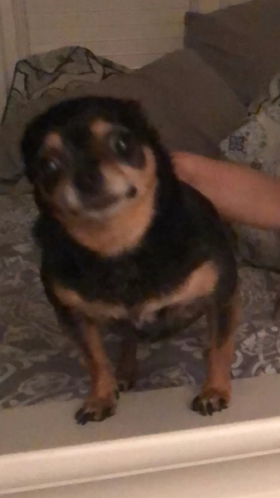Lost dog in Hudsonville, MI, 49426