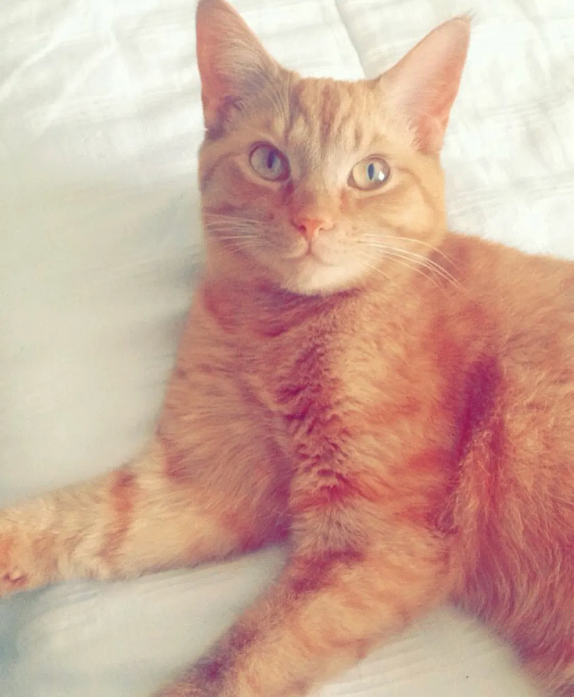 Lost cat in Orlando, FL, 32826