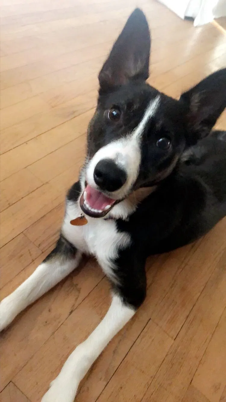 Lost dog in Evergreen, AL, 36401