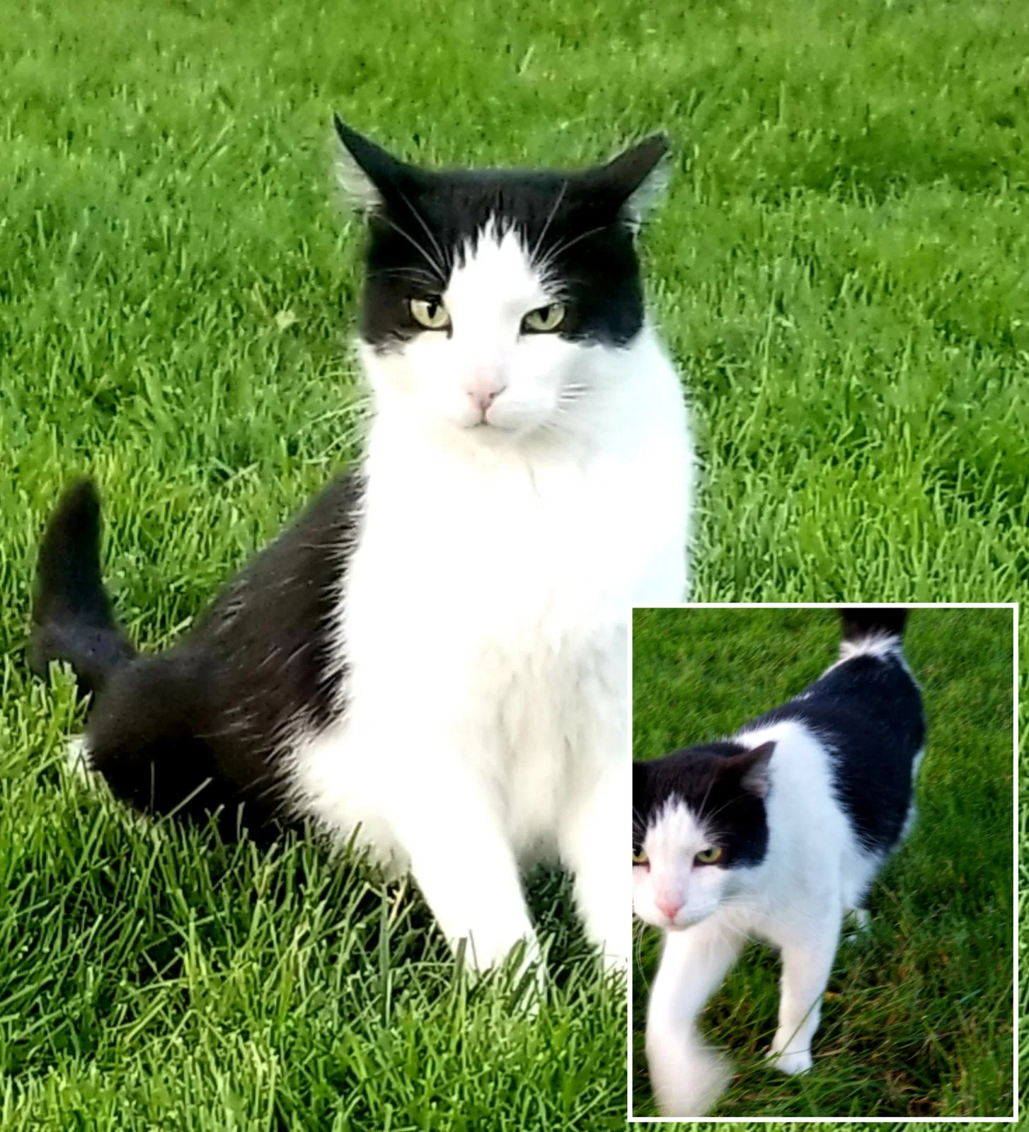 Lost cat in Oak Lawn, IL, 60453