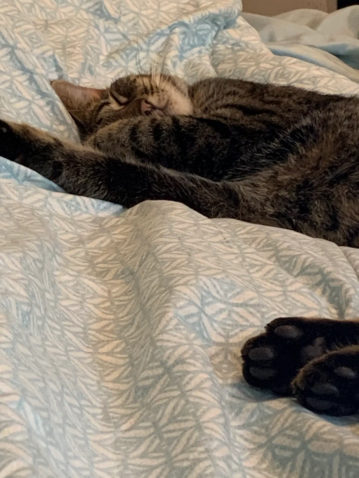 Lost cat in Alpharetta, GA, 30009