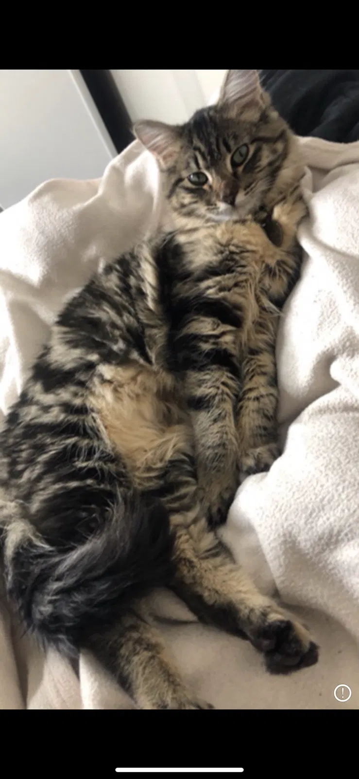 Lost cat in Phoenix, AZ, 85020