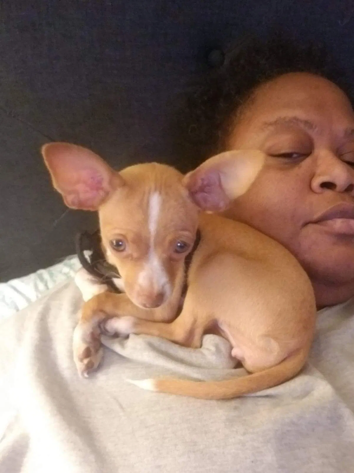 Lost dog in Phoenix, AZ, 85029