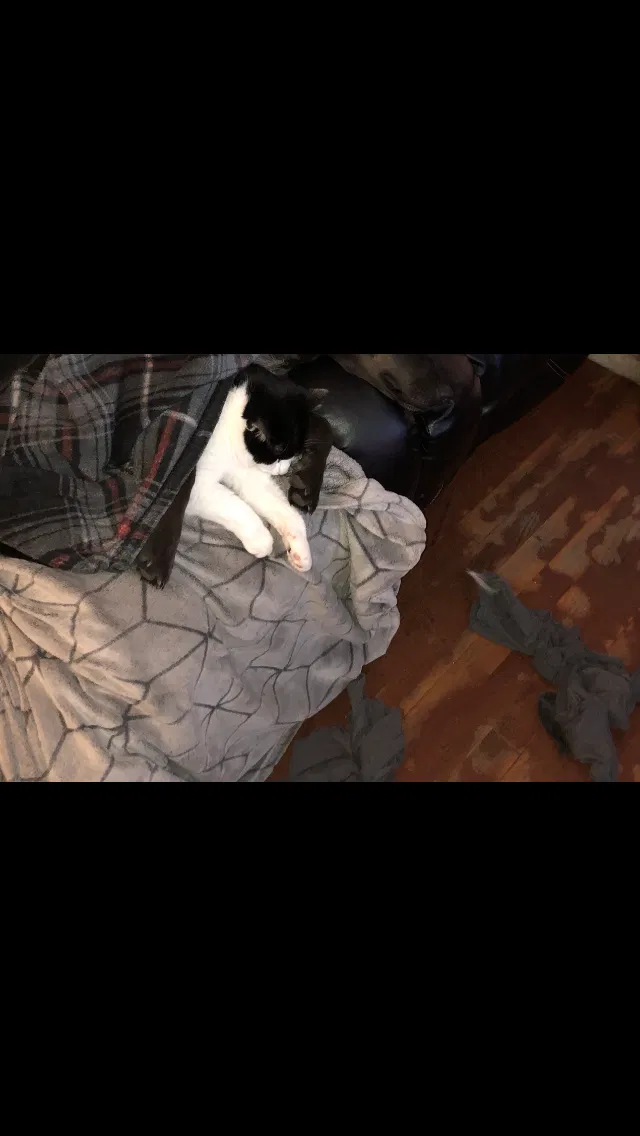Lost cat in Cayce, SC, 29033