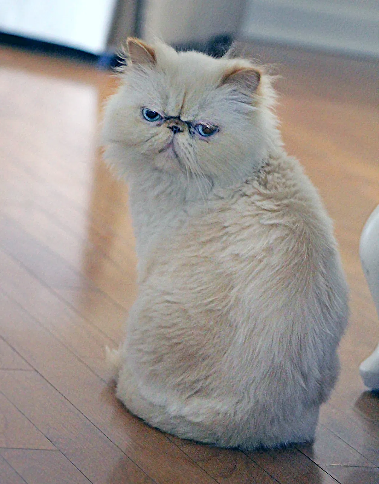 Lost cat in Miami, FL, 33166