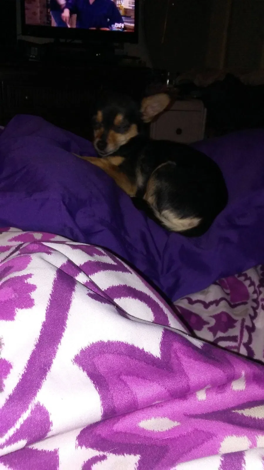 Lost dog in San Antonio, TX, 78213