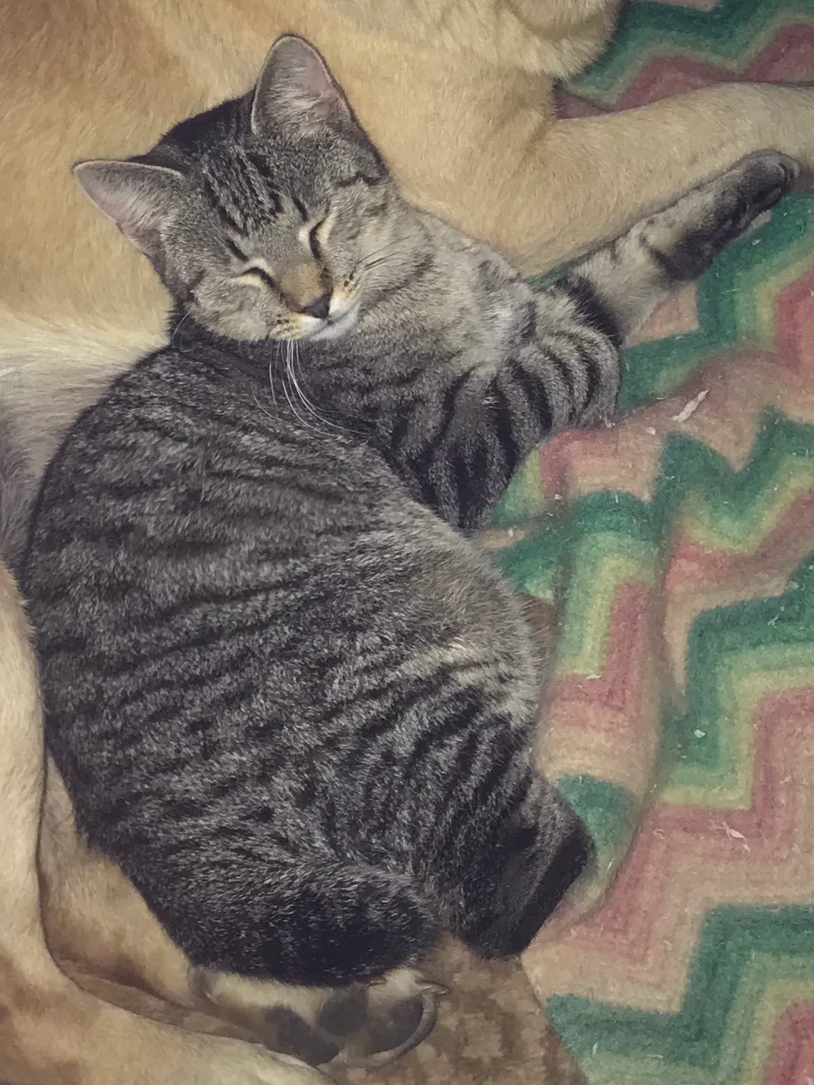 Lost cat in Austin, TX, 78703