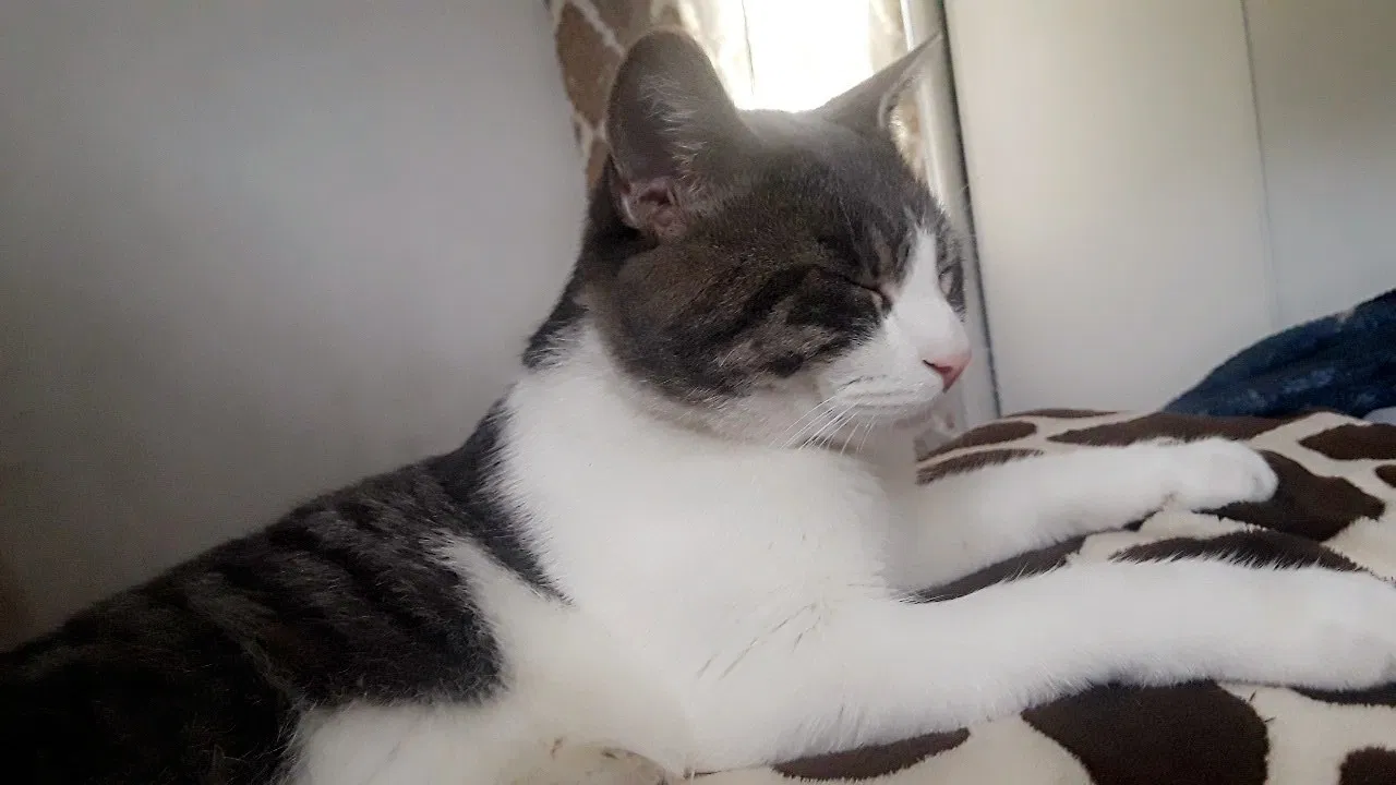 Lost cat in San Diego, CA, 92105