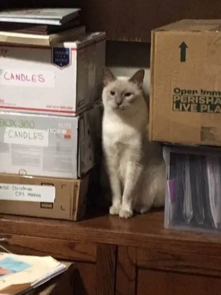 Lost cat in San Tan Valley, AZ, 85140