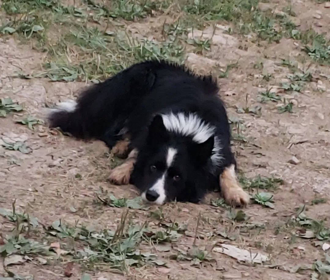 Lost dog in New Richmond, OH, 45157