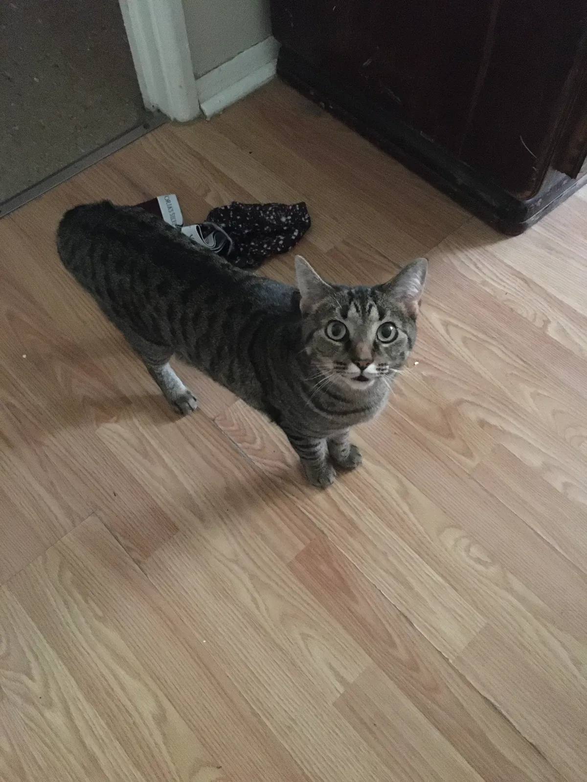 Lost cat in Cincinnati, OH, 45238