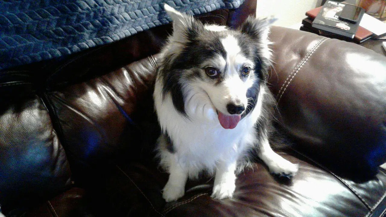 Lost dog in Round Rock, TX, 78681