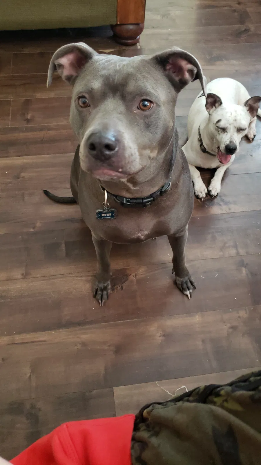 Lost dog in Sacramento, CA, 95821