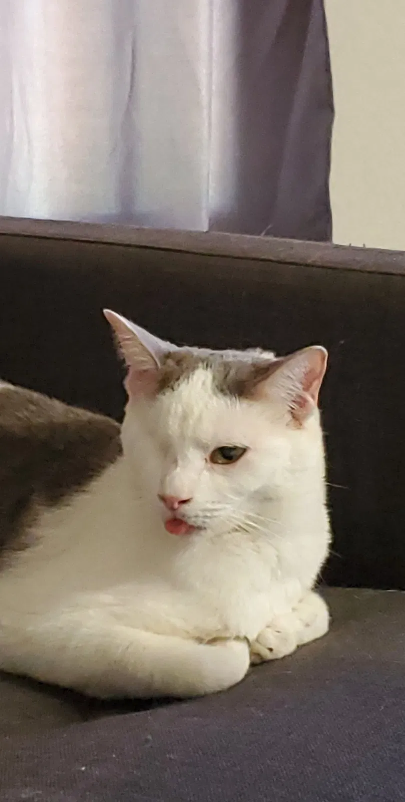 Lost cat in Mesa, AZ, 85201
