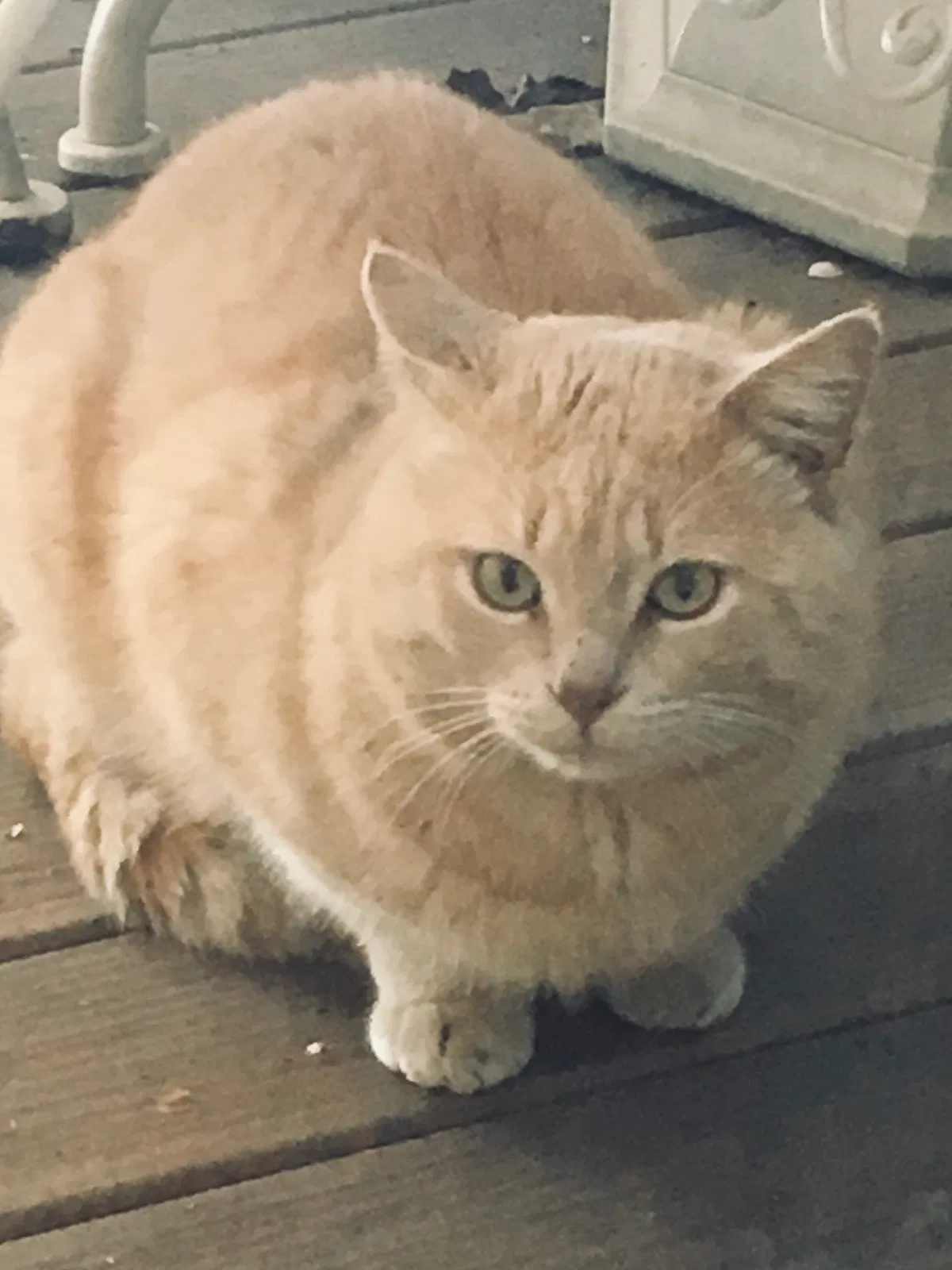 Lost cat in Fair Oaks, CA, 95628