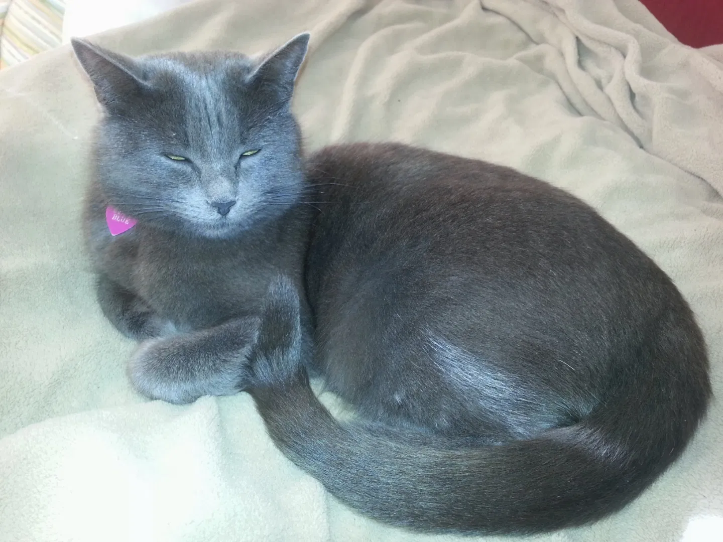 Lost cat in Folsom, CA, 95630