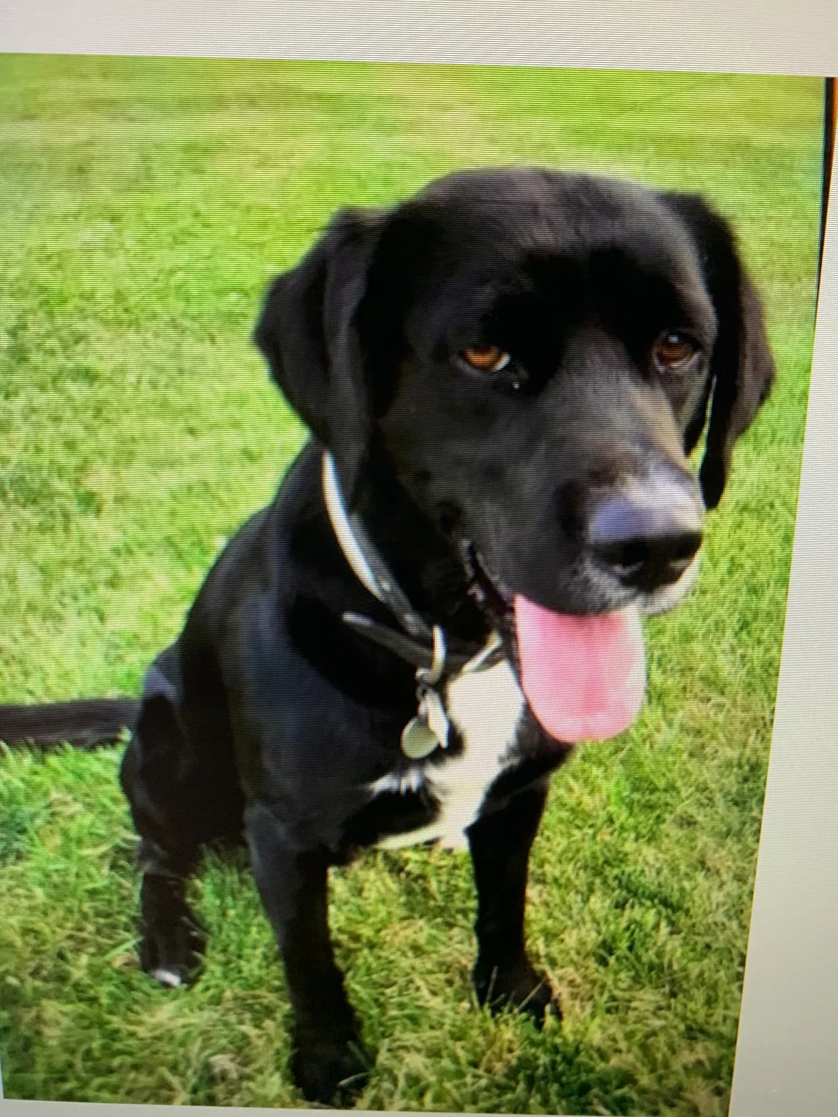 Lost dog in Saint Michael, MN, 55376