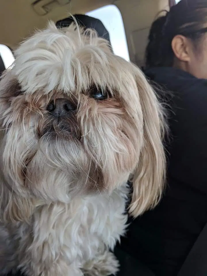 Lost dog in Killeen, TX, 76542