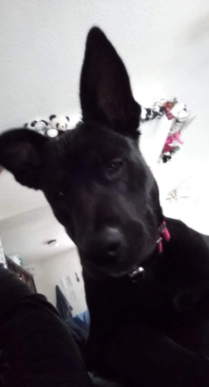 Lost dog in Killeen, TX, 76542