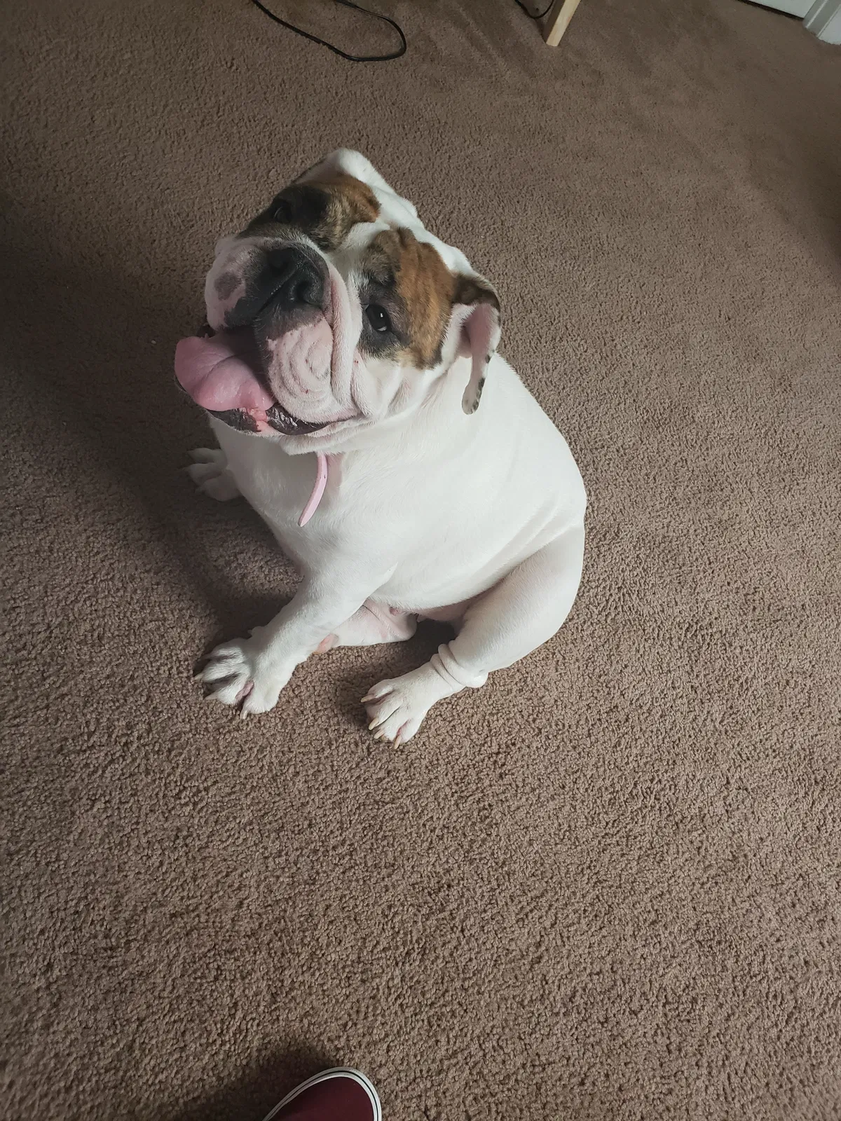 Lost dog in Brownsville, TX, 78521