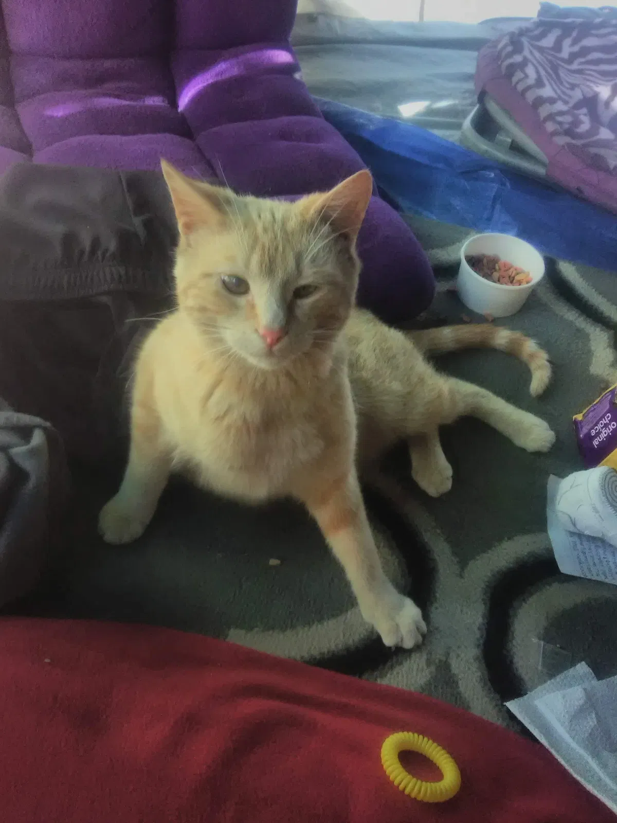 Lost cat in Camden, NJ, 8103